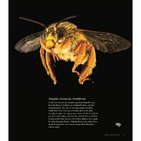 Bees of Australia