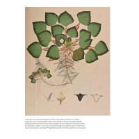 Beauty of the Flower, The: The Art and Science of Botanical Illustration