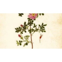 Oracle of The Roses