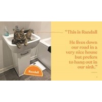 This is not my cat: Feline friends who picked their humans