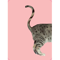 Heads & Tails: Cat Memory Cards: Match up iconic cats