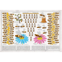 Book of Bees